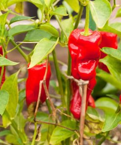 Peper Chili Pardon
