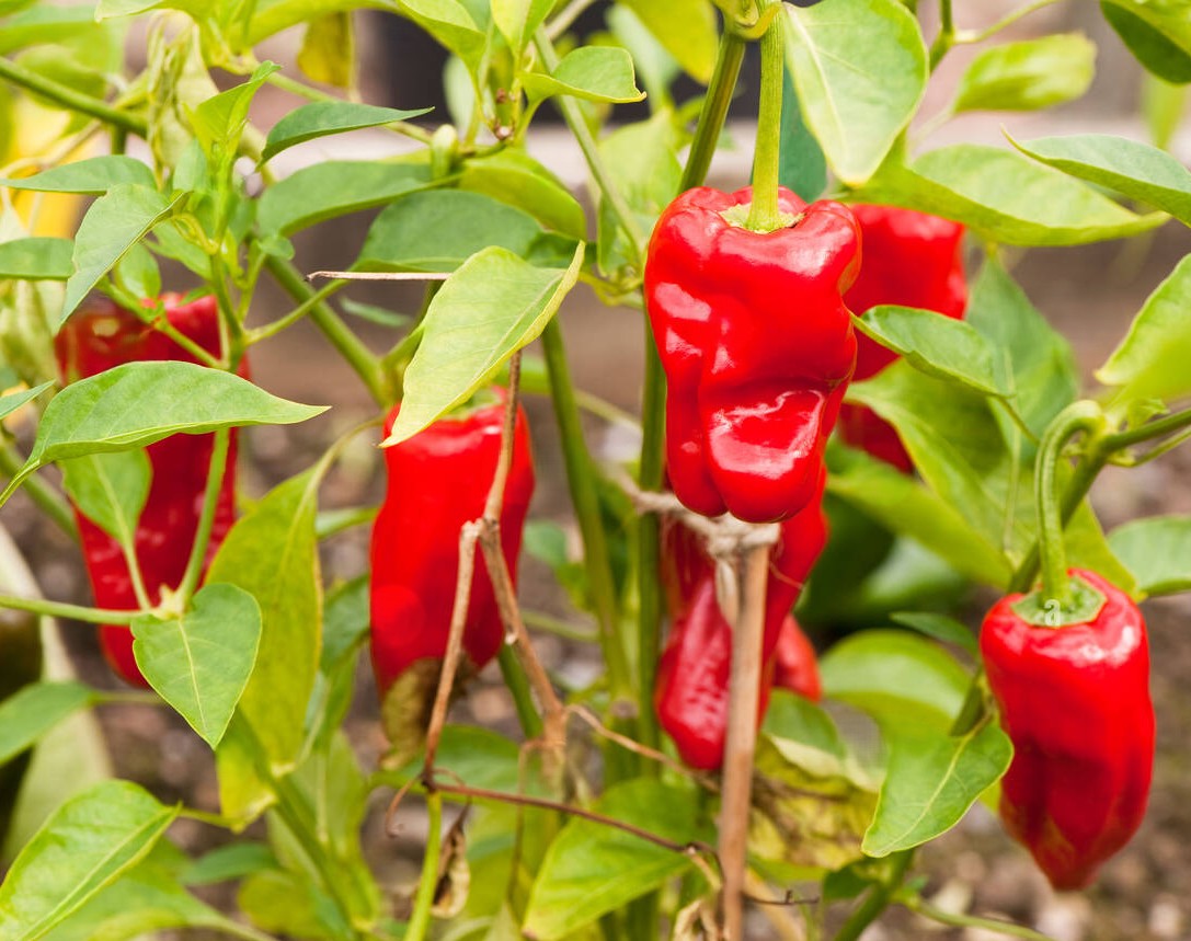 Peper Chili Pardon