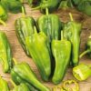 Chilli Pepper Padron
