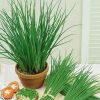 chives jowisz