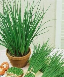 chives jowisz