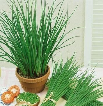 chives jowisz