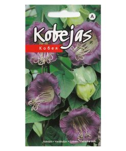 cobea cathedral bells purple