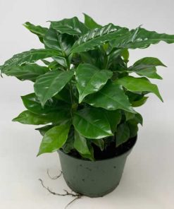 Alternative view of Buzzy House Plants Coffea seeds Arabica 2.5g (840114)