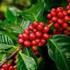Coffee Arabica