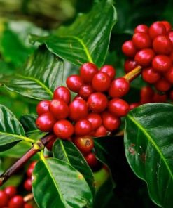 Coffee Arabica