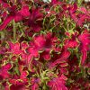 Coleus Decorative Nettle Seeds Koloch Rose