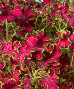 Coleus Decorative Nettle Seeds Koloch Rose