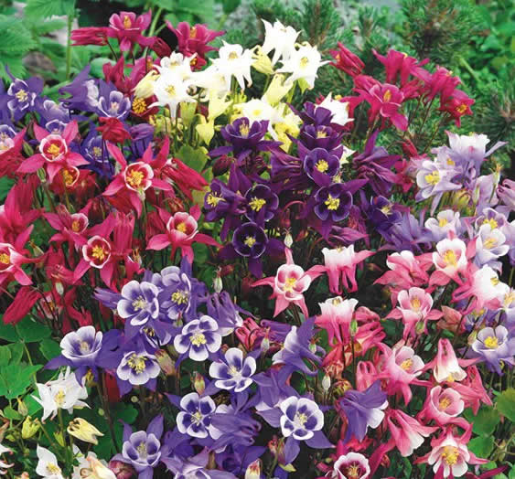 aquilegia biedermeier