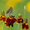 Coneflower Mexican Hat