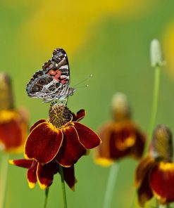 Coneflower Mexican Hat