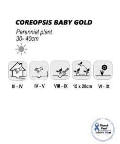 Alternative view of Coreopsis Seeds Baby Gold  1g