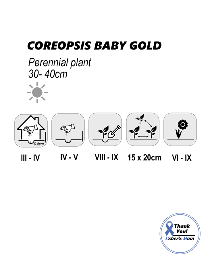 Coreopsis Seeds Baby Gold 1g - Image 2