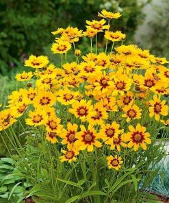 coreopsis-baby-gold