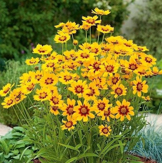 coreopsis-baby-gold