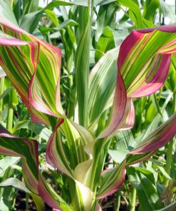 Ornamental Corn Japonica seeds 2g - Image 2