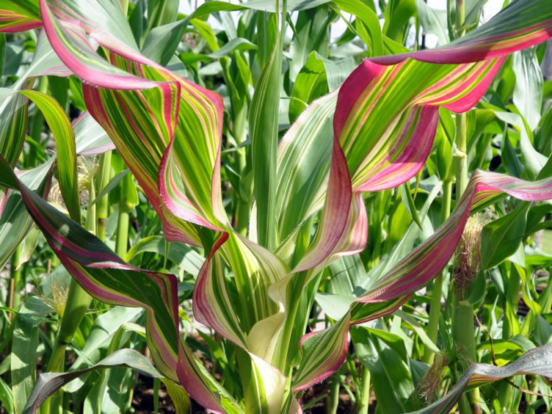 Ornamental Corn Japonica seeds 2g - Image 2