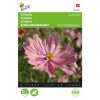 Buzzy® Cosmos seeds, Cosmea Apricotta 30s