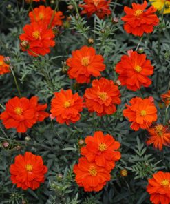 Cosmos Dwarf Sulfur Cosmos Carpet Red