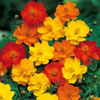Sulphur Cosmos