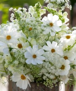cosmos-white