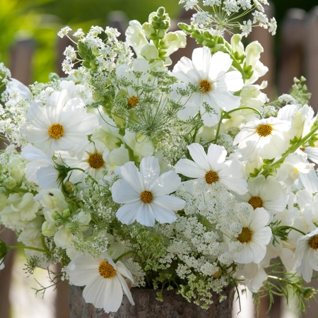 cosmos-white