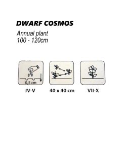 Alternative view of Dwarf Cosmos Seeds Sensation White