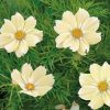 Buzzy® Cosmos, Cosmea Xanthos 10 s