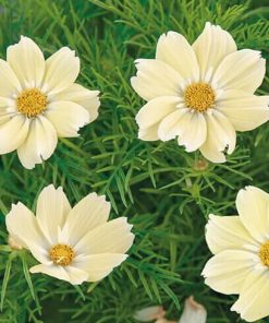Buzzy® Cosmos, Cosmea Xanthos 10 s