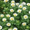 creeping daisy white