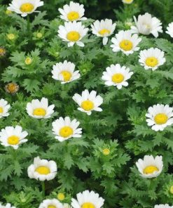 creeping daisy white