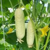 Cucumber White Wonder
