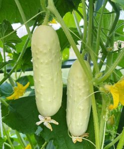 Cucumber White Wonder