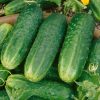cucumber-alice-h