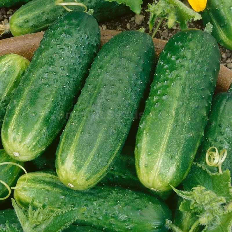 cucumber-alice-h