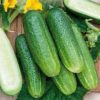 cucumber-libelle