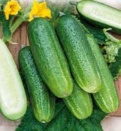 cucumber-libelle