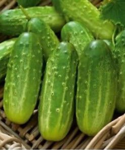 Alternative view of Cucumber seeds Polan H 1g