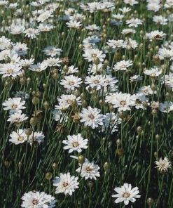 Cupid's Dart White