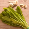 Chicory Spadona