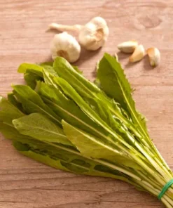 Chicory Spadona