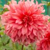 Dahlia 1X Islander