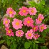 Dahlia 1X Topmix Pink