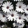 african-daisy-blue-eyed