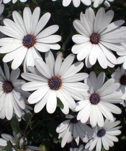 african-daisy-blue-eyed