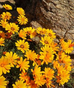Dimorphotheca African Daisy Cape Marigold Yellow
