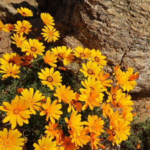 Dimorphotheca African Daisy Cape Marigold Yellow