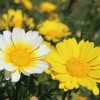 Daisy Crown Daisy Mixed