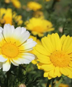 Daisy Crown Daisy Mixed