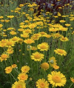 dyers-chamomile